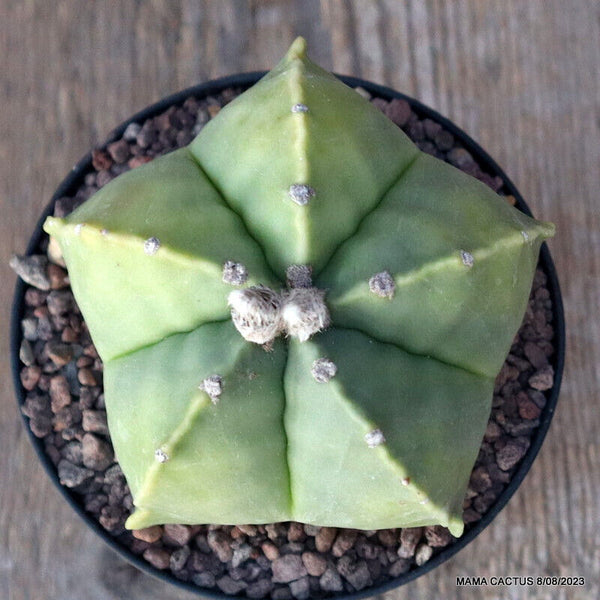 ASTROPHYTUM MYRIOSTIGMA NUDUM KIKKO