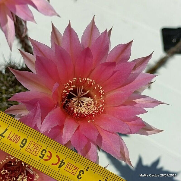 Flower  MaMa Cactus