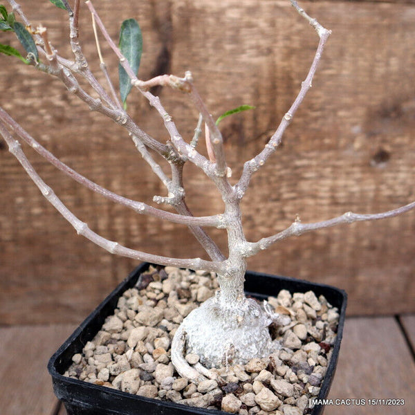 FOCKEA EDULIS