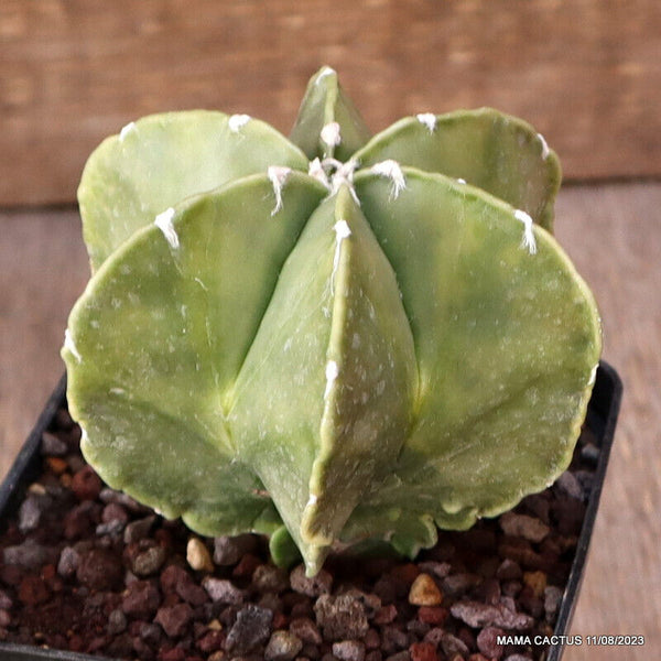 ASTROPHYTUM MYRIOSTIGMA VARIEGATED