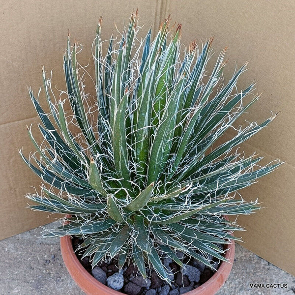 AGAVE SCHIDIGERA WHITE