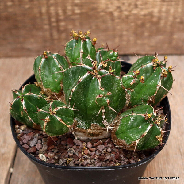 EUPHORBIA HANDIENSIS