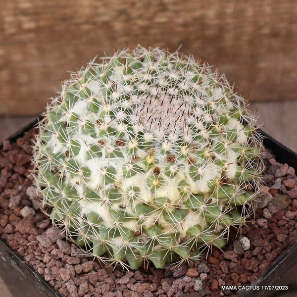 MAMMILLARIA MARKSIANA
