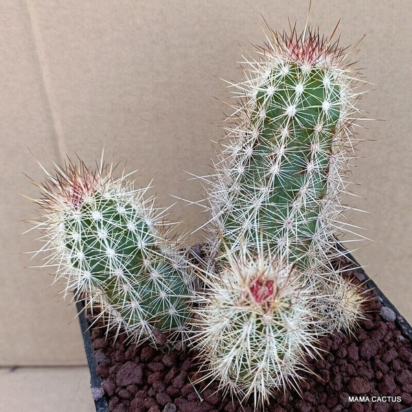 A5603 ECHINOCEREUS ENGELMANNII V. ARMATUS pot10-H10-W9 cm MaMa Cactus