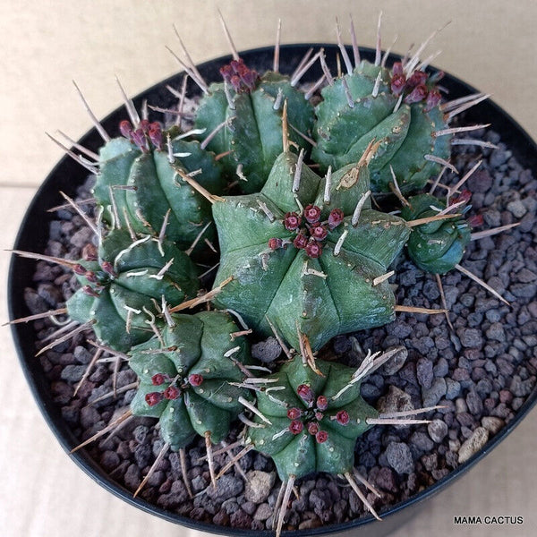 EUPHORBIA MELOFORMIS