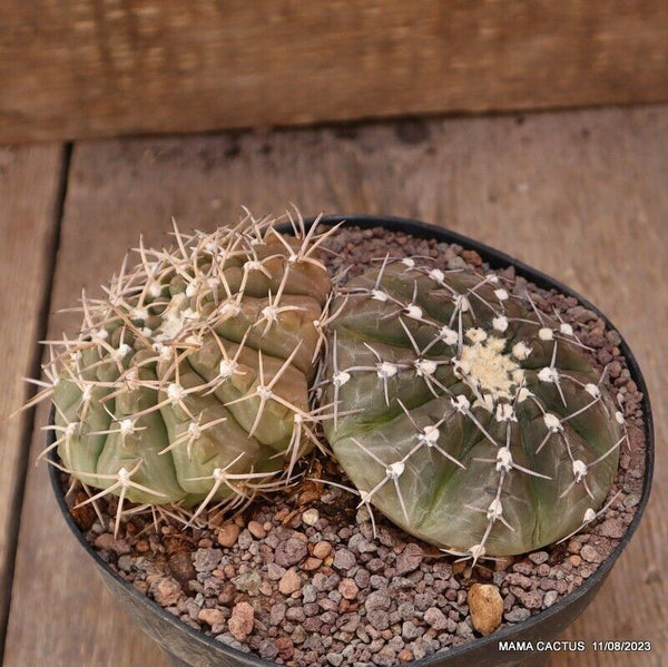 GYMNOCALYCIUM STELLATUM AND VATTERI