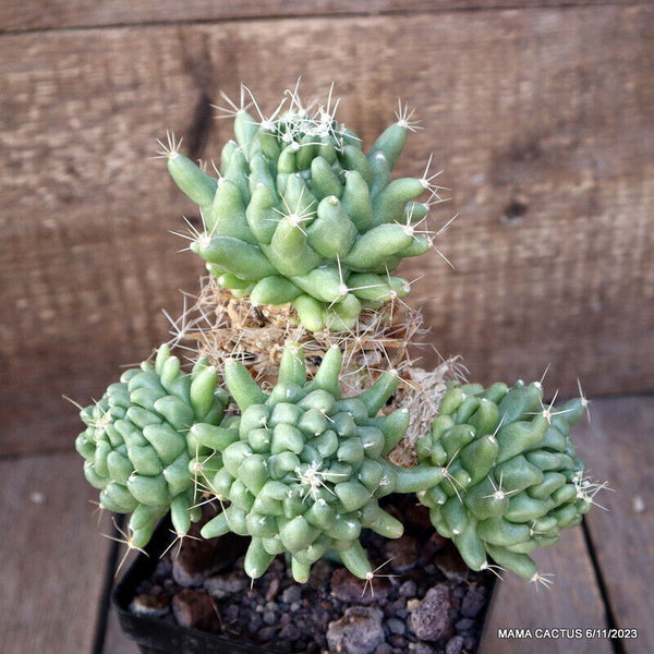 MAMMILLARIA LONGIMAMMA MONSTER GRAFTED