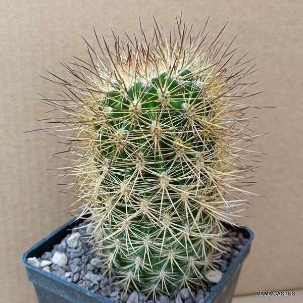 NEOPORTERIA SUBGIBBOSA