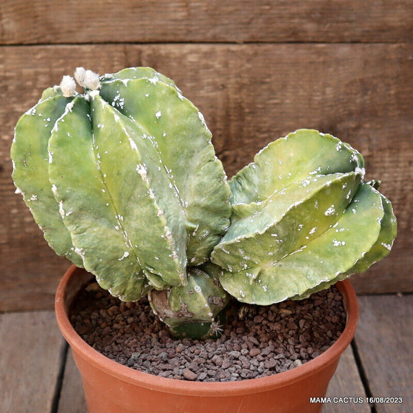ASTROPHYTUM MYRIOSTIIGMA FUKURYU GRAFTED