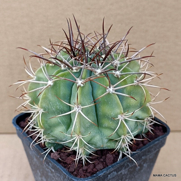 MELOCACTUS MATANZANUS