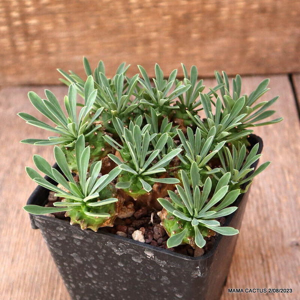 EUPHORBIA JAPONICA COMPACT