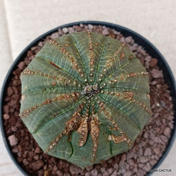 EUPHORBIA OBESA MONSTER