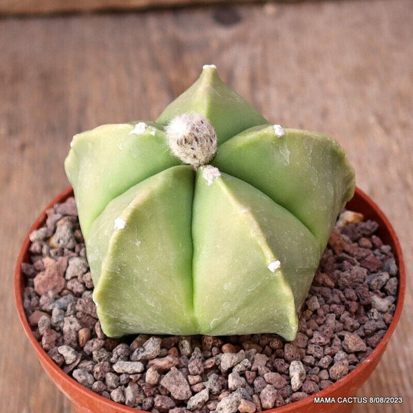 ASTROPHYTUM MYRIOSTIGMA NUDUM