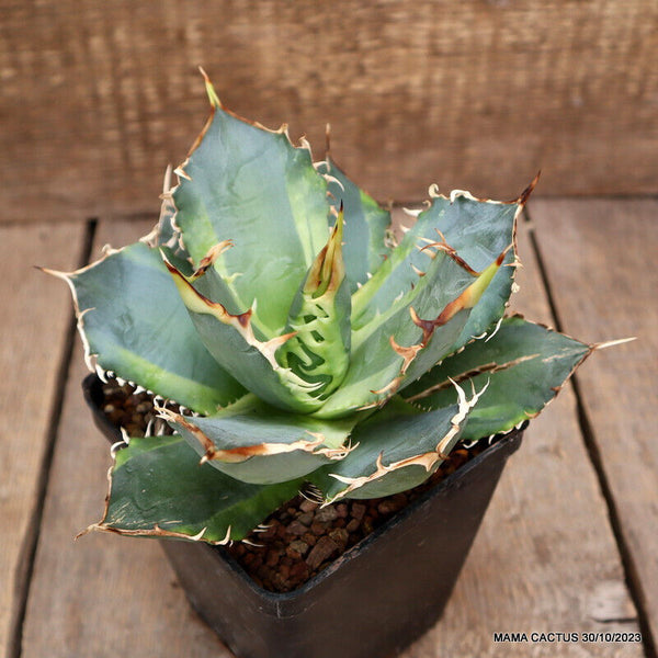 AGAVE TITANOTA VARIEGATED