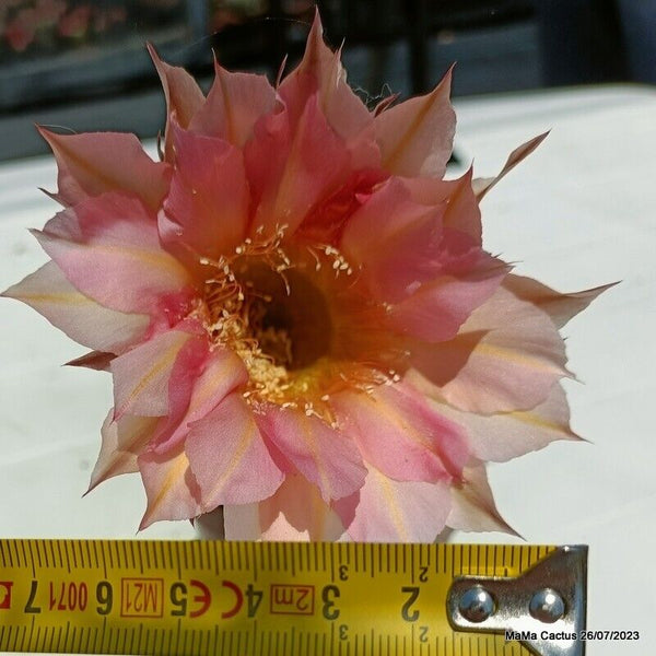 Flower  MaMa Cactus