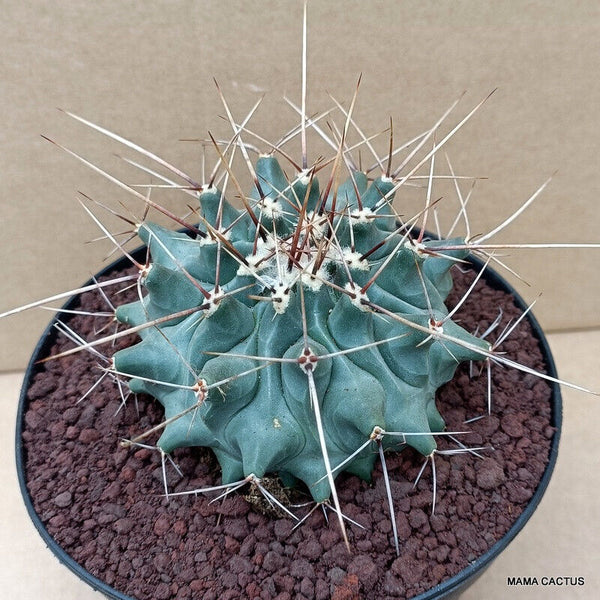 D1205 THELOCACTUS RINCONENSIS pot 14 cm H 6 cm W 9,5 cm MaMa Cactus