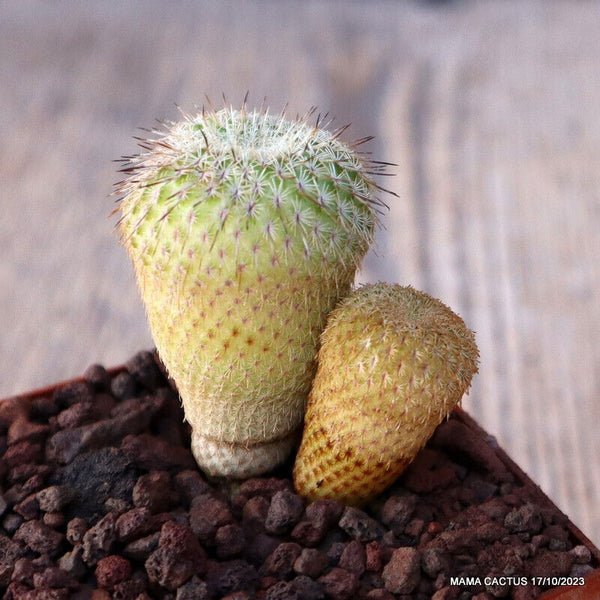 EPITHELANTHA UNGUISPINA
