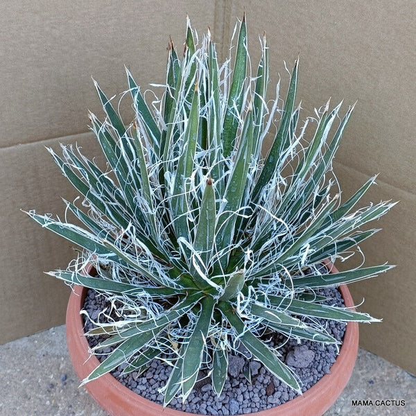 AGAVE SCHIDIGERA WHITE