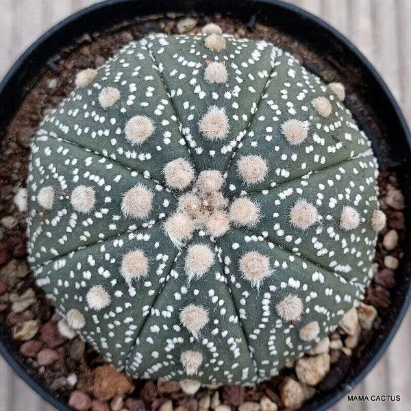 ASTROPHYTUM SUPER KABUTO