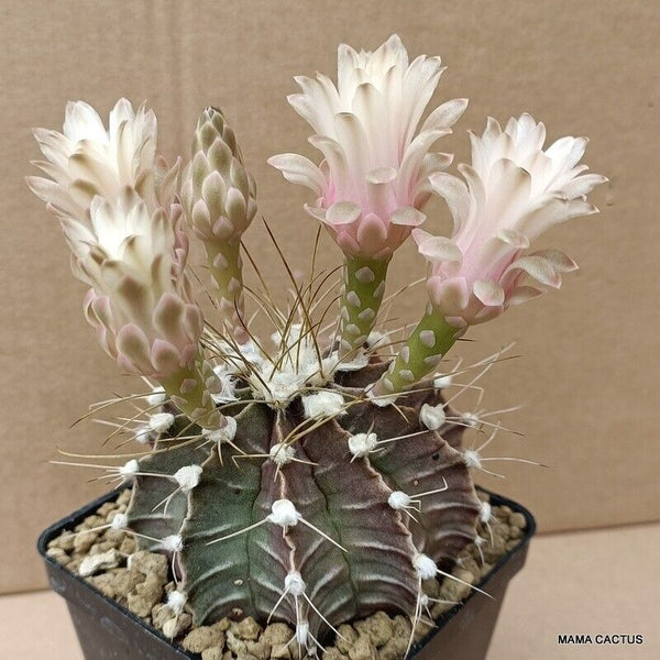 GYMNOCALYCIUM MIHANOVICHII