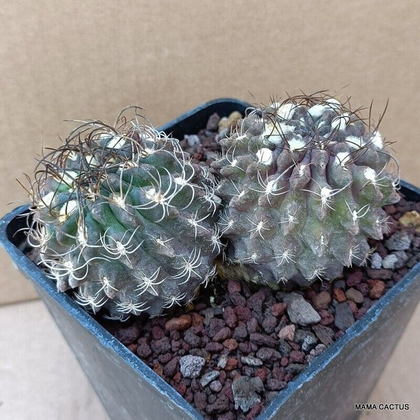 NEOPORTERIA OCCULTA