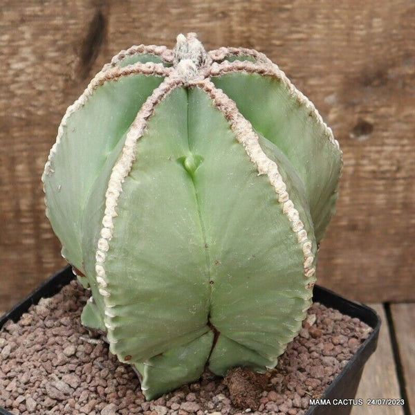 ASTROPHYTUM MYRIOSTIGMA NUDUM OLD