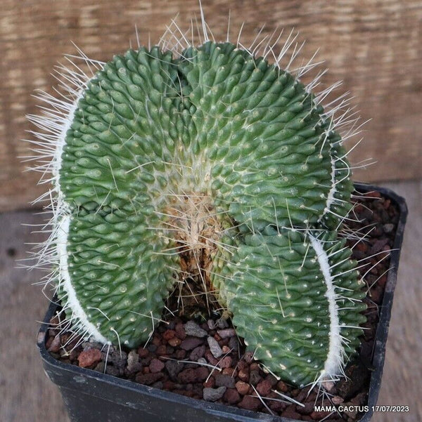 MAMMILLARIA UNPICO CRESTED