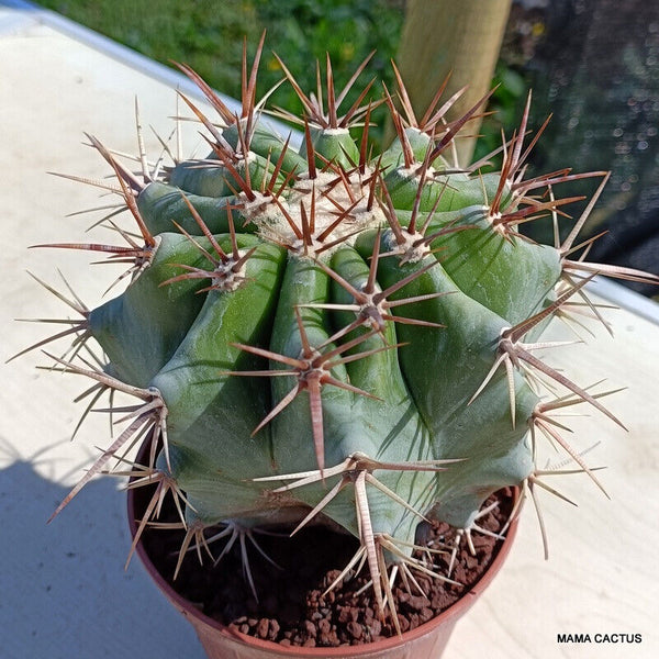 ECHINOCACTUS INGENS