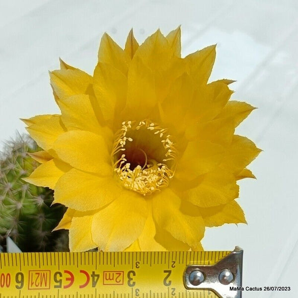 Flower  MaMa Cactus