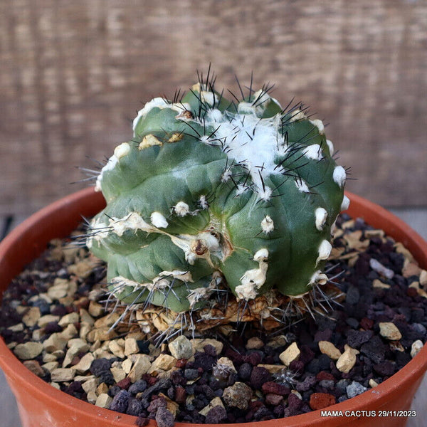 COPIAPOA ESMERALDANA