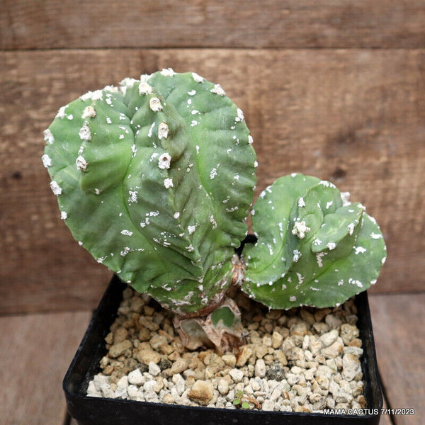 ASTROPHYTUM MYRIOSTIGMA KIKKO GRAFTED