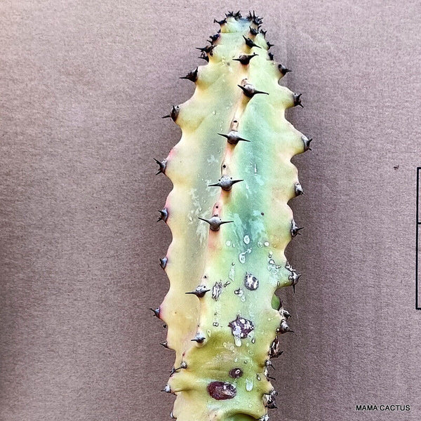 EUPHORBIA INGENS