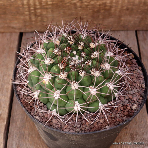GYMNOCALYCIUM SAGLIONIS
