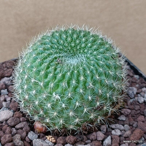 A3979 REBUTIA MINIMA pot8-H4-W5cm MaMa Cactus