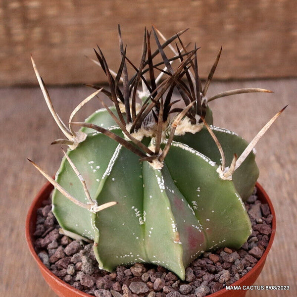 ASTROPHYTUM CRASSISPINUS NUDUM