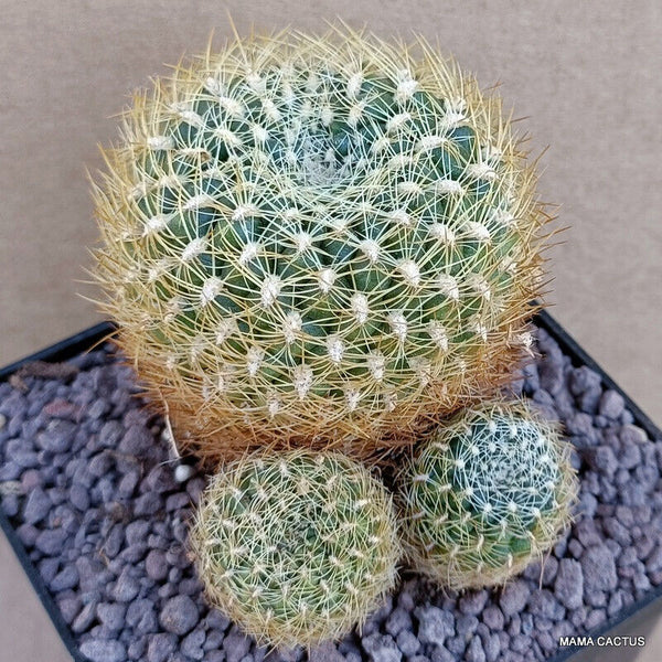 SULCOREBUTIA KRUGERAE