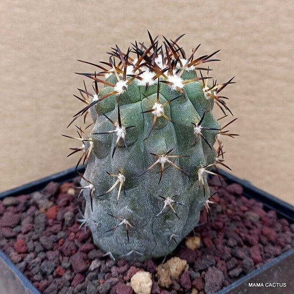 COPIAPOA CINEREA