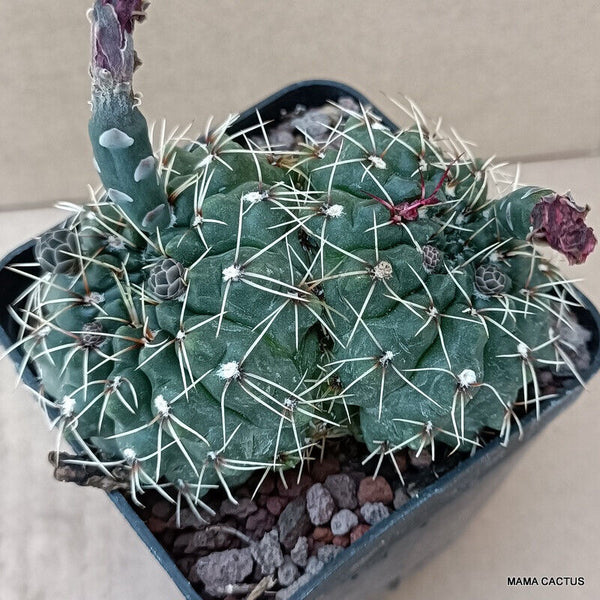 GYMNOCALYCIUM BALDIANUM DICHOTOMIC
