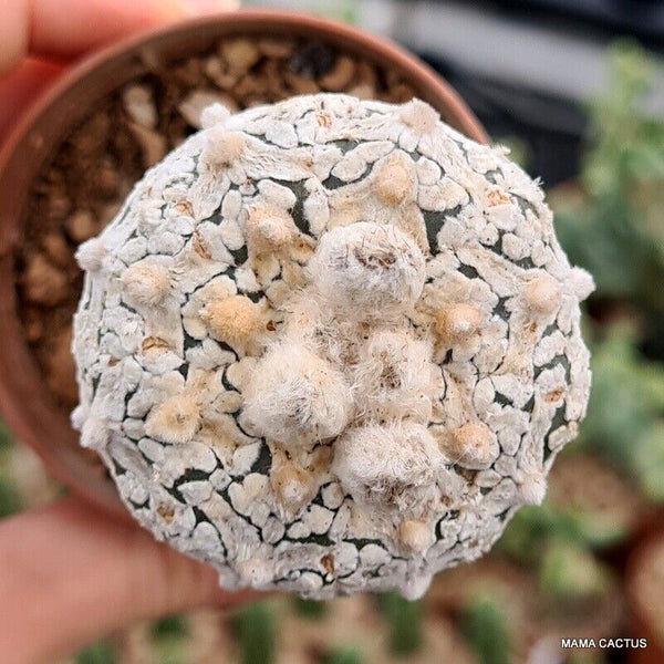 ASTROPHYTUM SUPER KABUTO V TYPE GRAFT