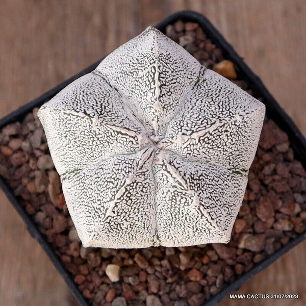 ASTROPHYTUM MYRIOSTIGMA ONZUKA