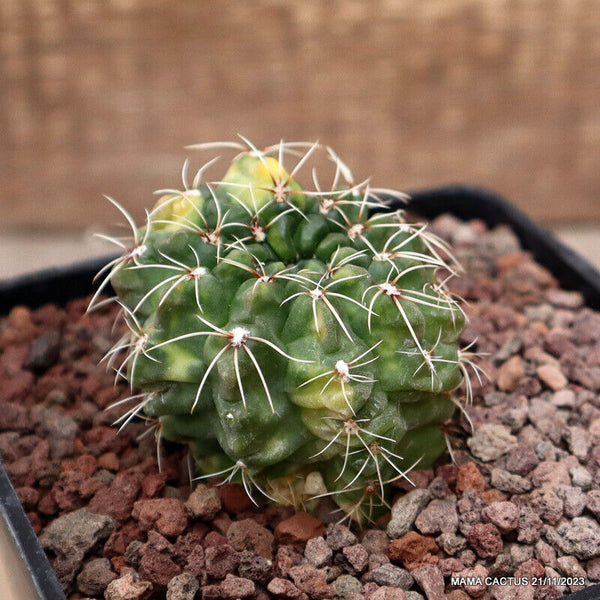 GYMNOCALYCIUM BALDIANUM VARIEGATED