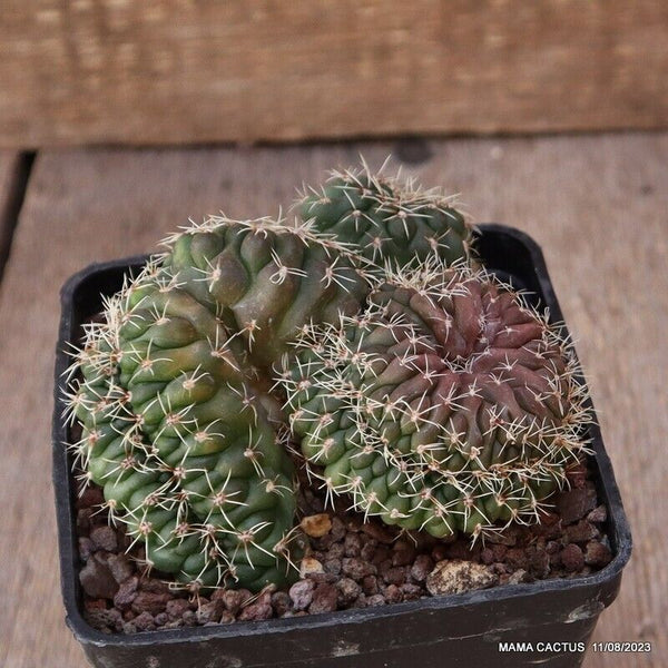 GYMNOCALYCIUM BALDIANUM CRESTED
