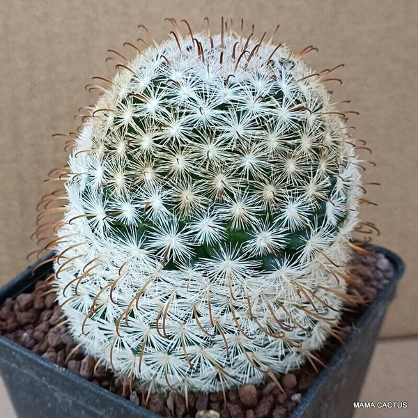 MAMMILLARIA STELLA DE TACUBAYA