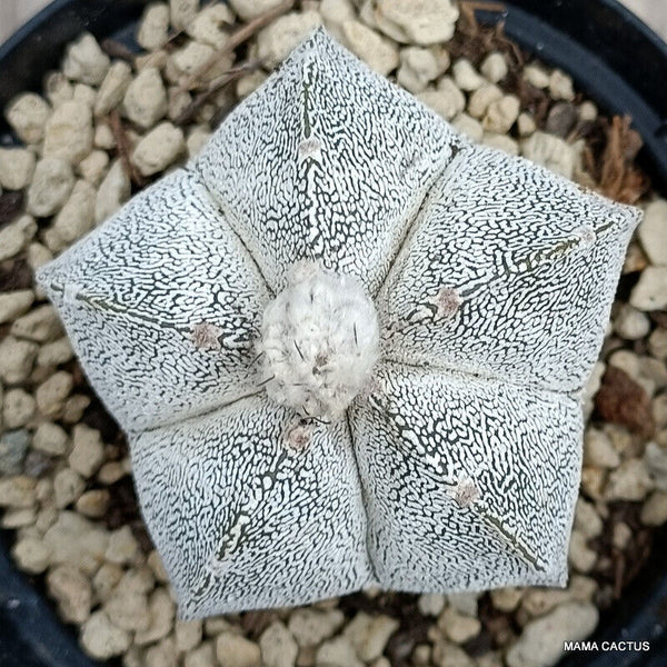 ASTROPHYTUM MYRIOSTIGMA ONZUKA SPECIAL