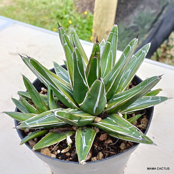 AGAVE REGINAE VICTORIAE VARIEGATED