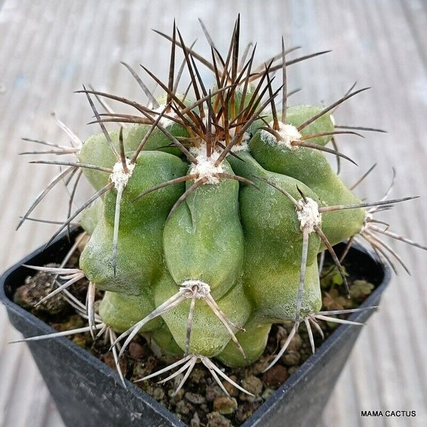 COPIAPOA BRIDGESII