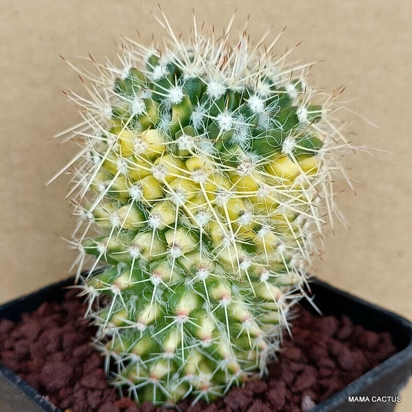 MAMMILLARIA NEJAPENSIS VARIEGATED