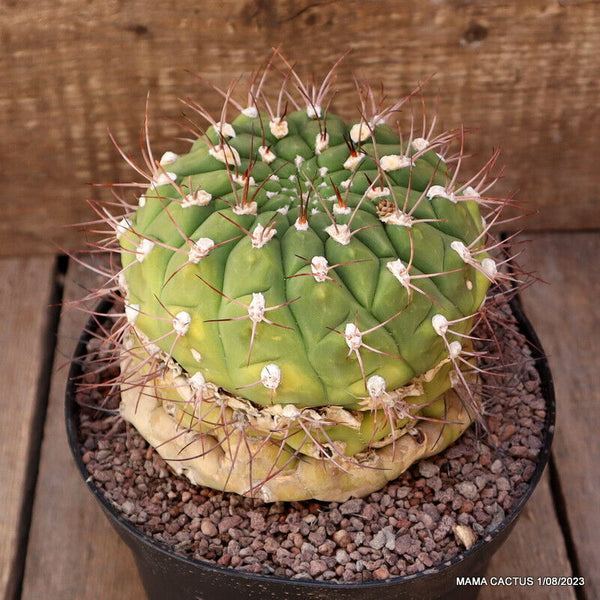 GYMNOCALYCIUM PFLANZII VERY OLD