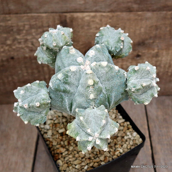 ASTROPHYTUM MYRIOSTIGMA KIKKO PROLIFICO GRAFTED