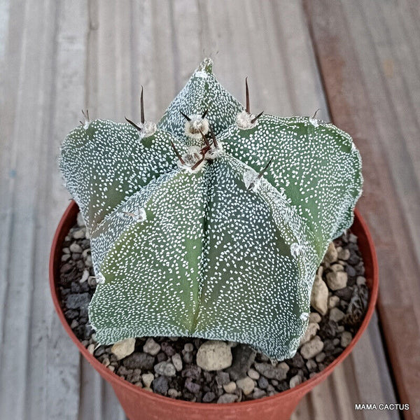 ASTROPHYTUM MYRIOSTIGMA X ORNATUM